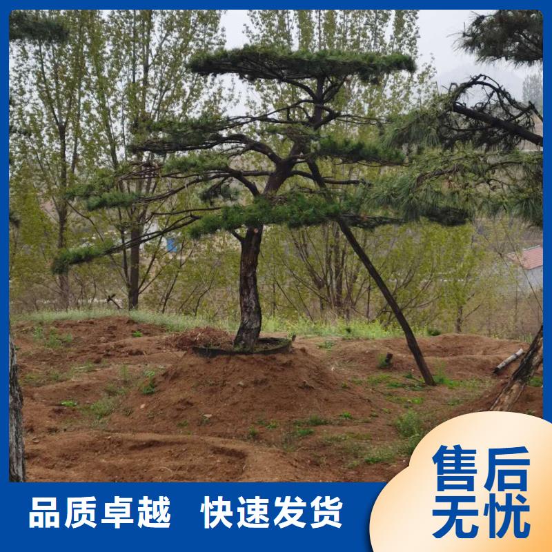 造型松多年行业积累来图定制