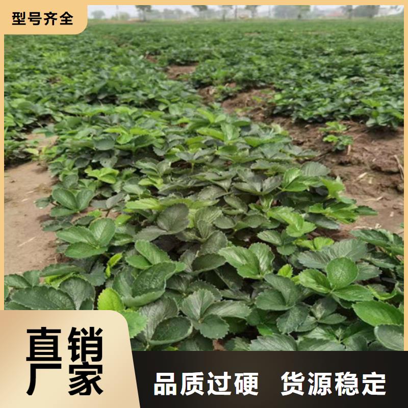 草莓苗【苹果苗】支持非标定制一个起售