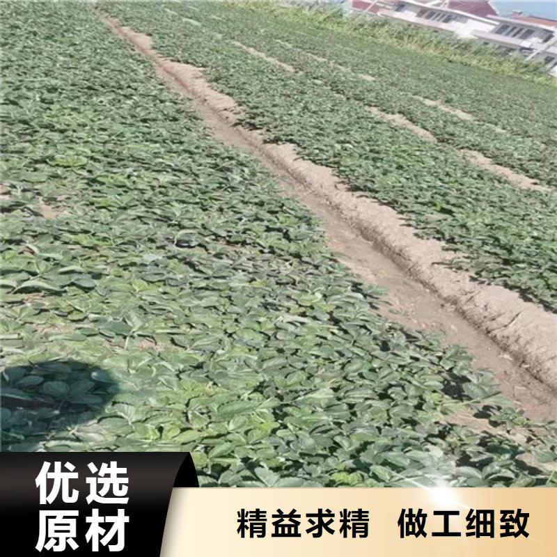 草莓苗大棚草莓苗厂家直销值得选择免费获取报价