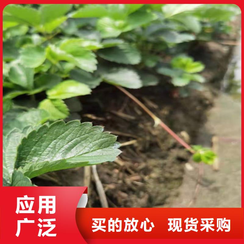 【草莓苗,大棚草莓苗量少也做】附近生产厂家