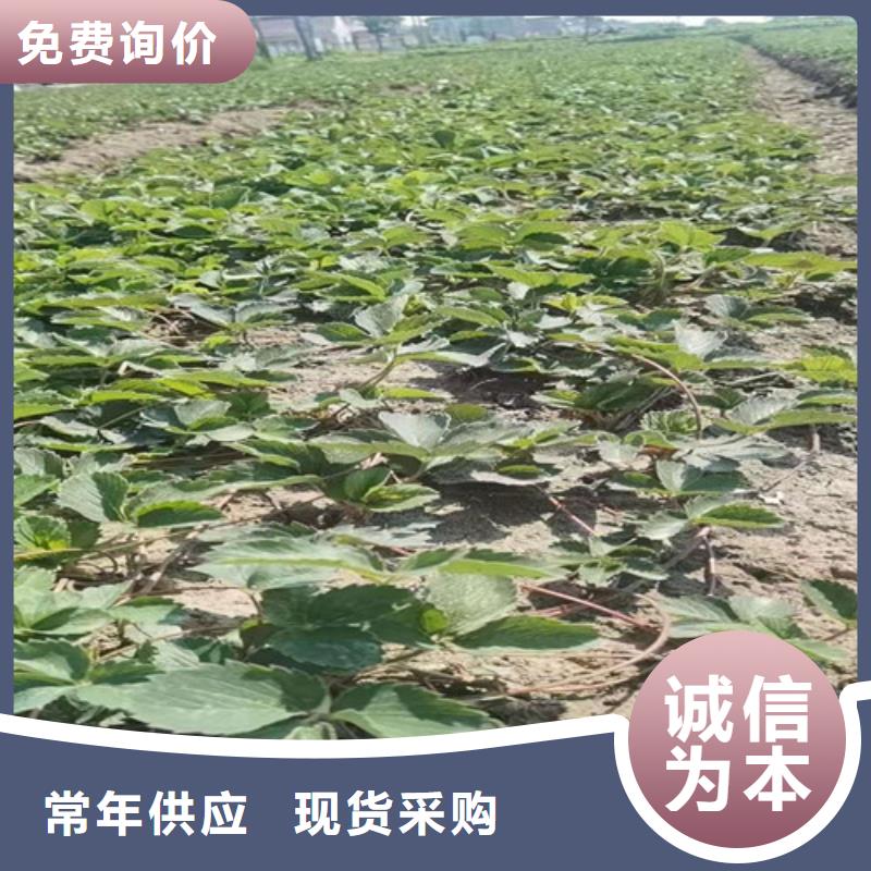 【草莓苗】梨树苗海量库存品质优选