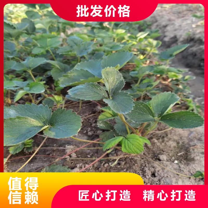 草莓苗花椒苗助您降低采购成本48小时发货