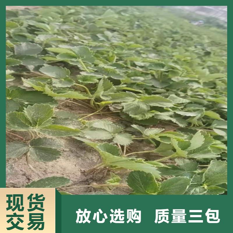 【草莓苗苹果苗品质优良】本地生产商