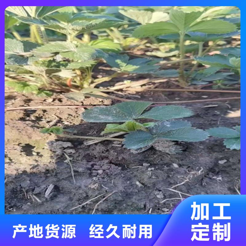 草莓苗杏苗精致工艺0中间商差价