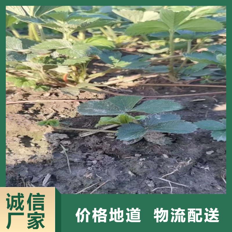 【草莓苗梨树苗货品齐全】自有生产工厂