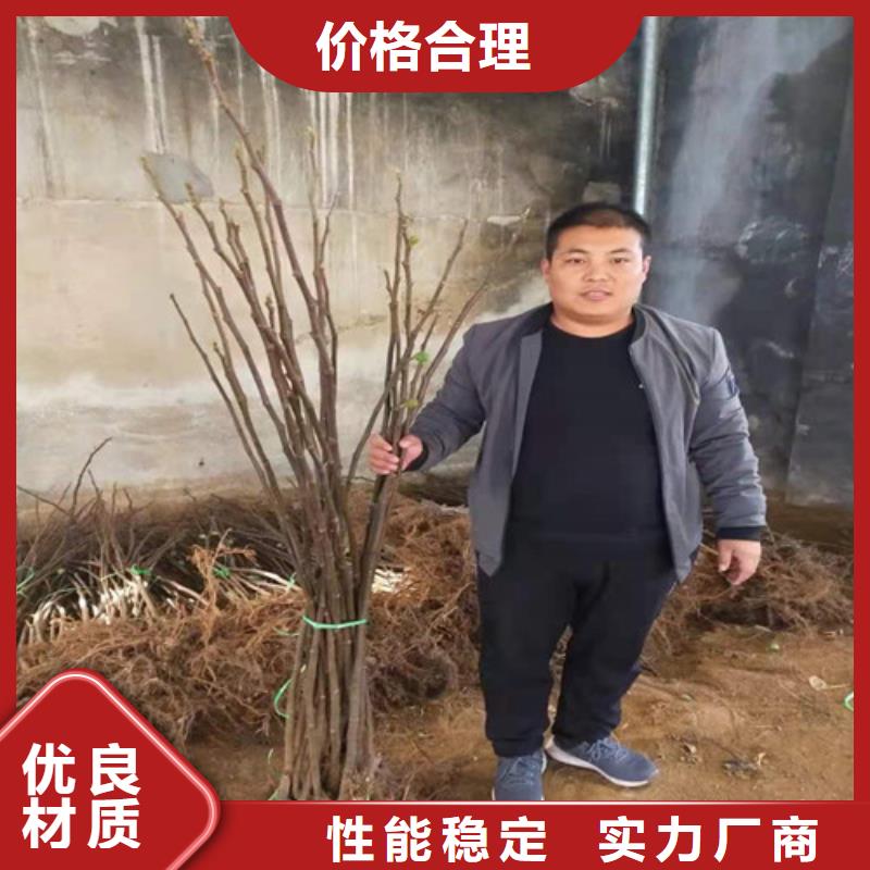 无花果,草莓苗好产品有口碑值得信赖