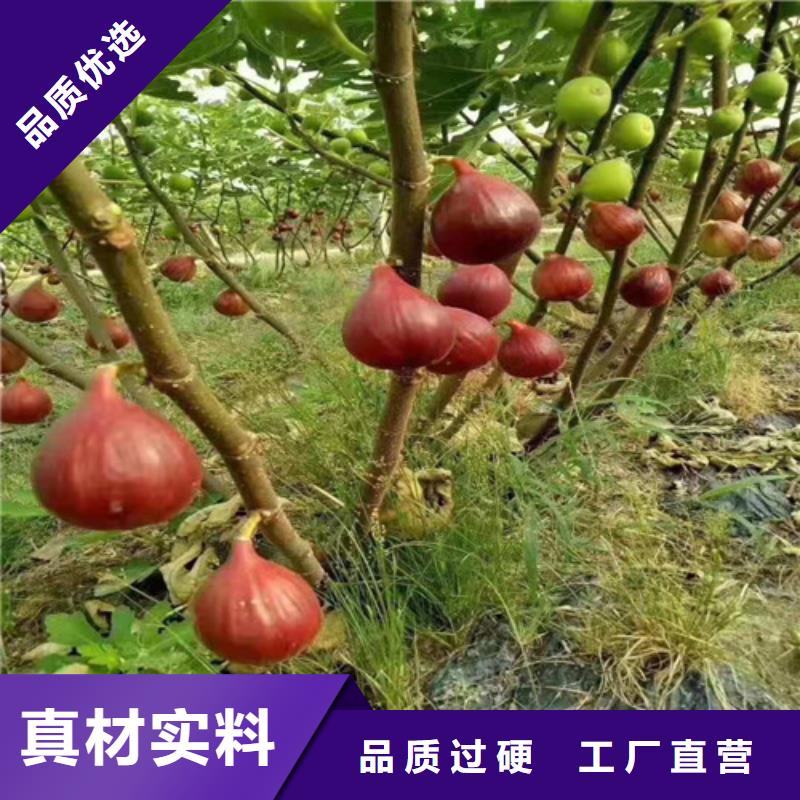 无花果【海棠盆景苗】N年专注全新升级品质保障