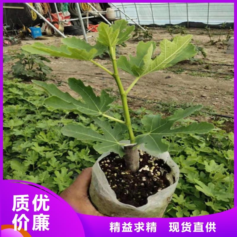 无花果草莓苗N年专注品质之选