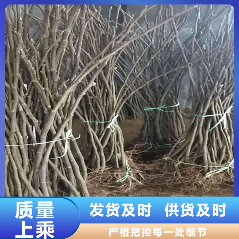 无花果_1公分杏树苗一站式采购商当地厂家