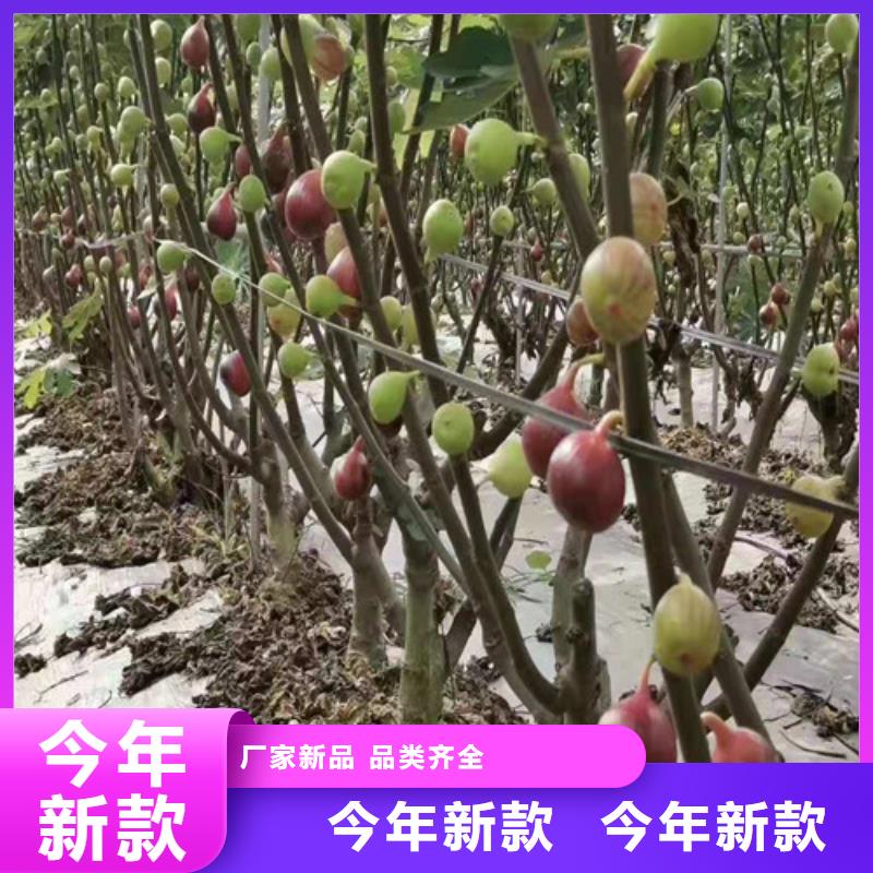 无花果大棚草莓苗支持定制贴心售后拥有多家成功案例