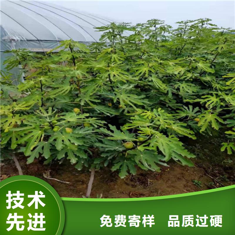 无花果草莓苗按需设计实力优品