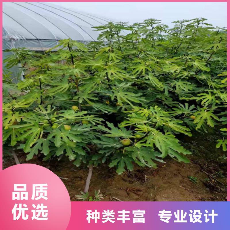 无花果板栗苗免费安装同城公司