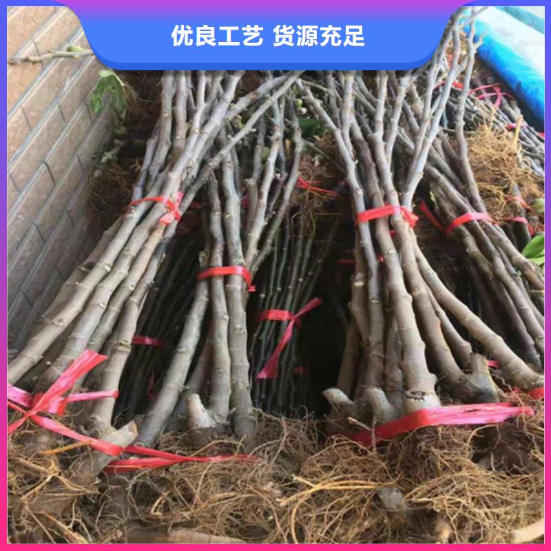 无花果薄壳板栗苗源头工厂量大优惠专业生产品质保证