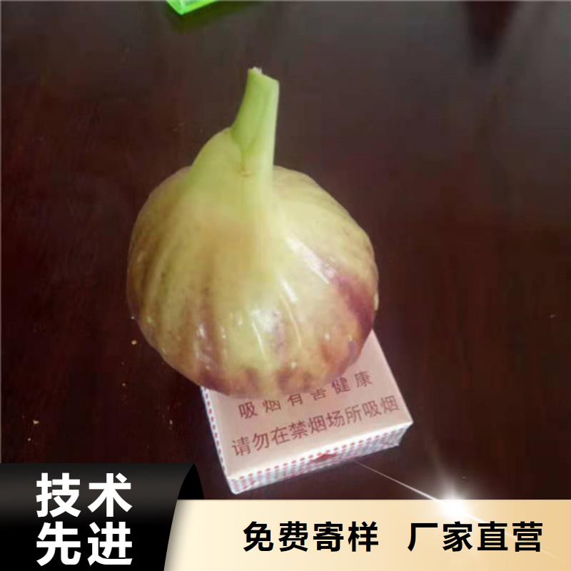 无花果草莓苗长期供应一个起售