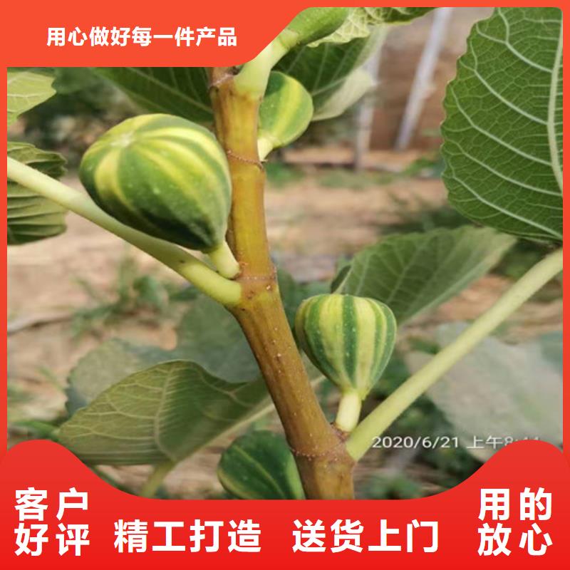 无花果苹果树苗工艺精细质保长久供您所需