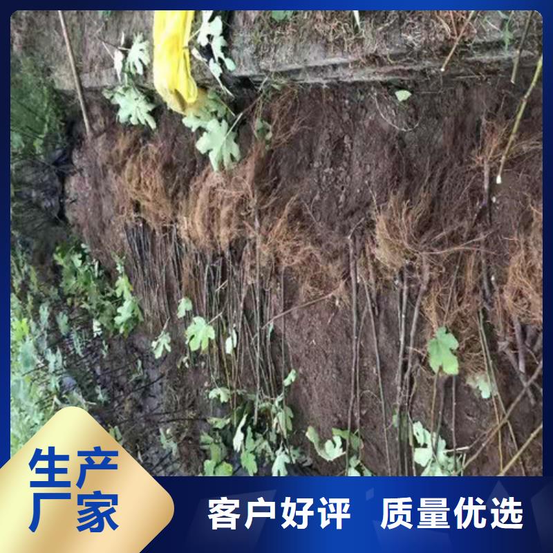 【无花果】-大棚草莓苗好产品放心购国标检测放心购买