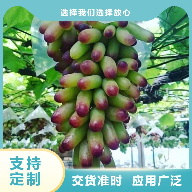 【葡萄】-苹果苗定制批发用心经营