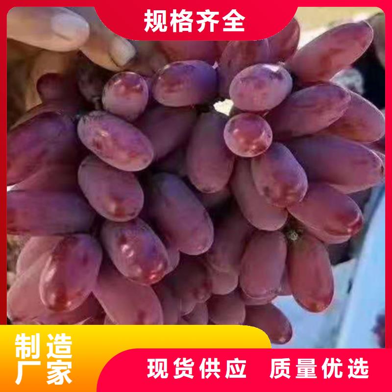 【葡萄】烟福8苹果苗买的是放心值得买