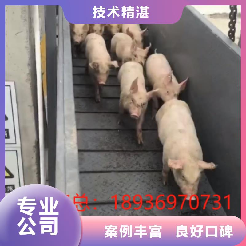 杭州到合肥仔猪运输方便快捷恒温车运输