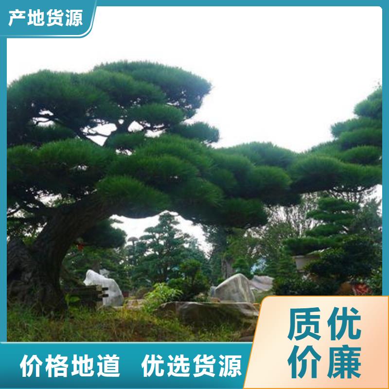 造型松值得买热销产品