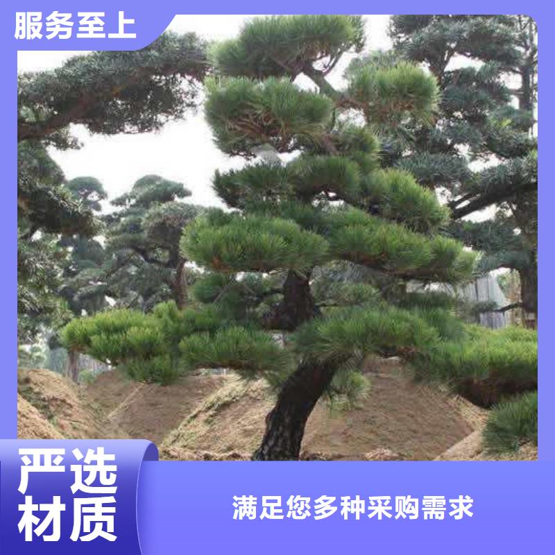 【造型松】造型松基地敢与同行比质量质检合格出厂