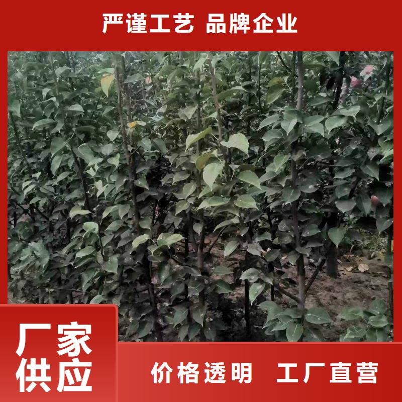 梨-皇冠梨树苗我们更专业同城公司