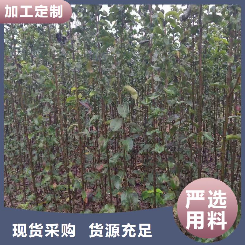 梨山桃苗资质认证应用广泛