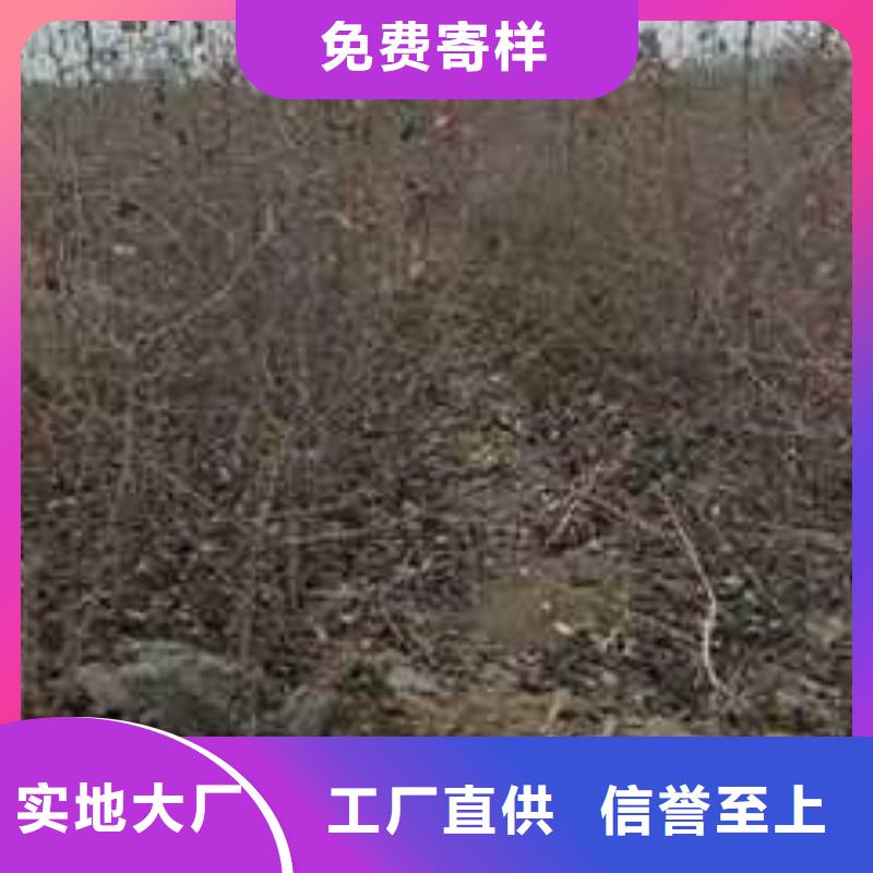 【杜梨】奥红全红梨树苗质量不佳尽管来找我专业生产制造厂