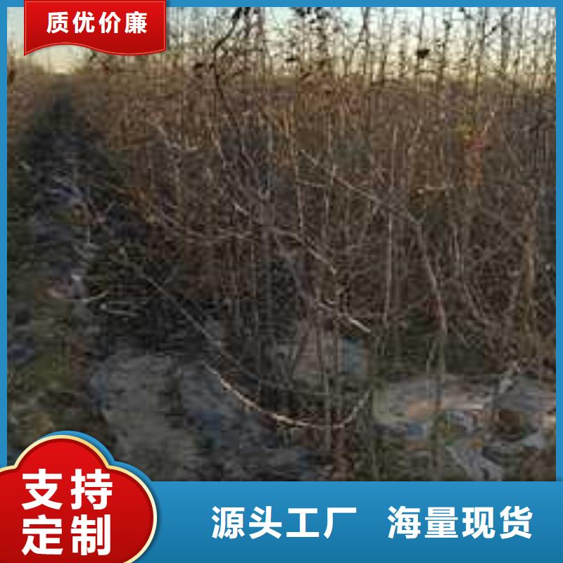 杜梨_【瑞蟠101桃树苗】源头厂家经验丰富本地服务商