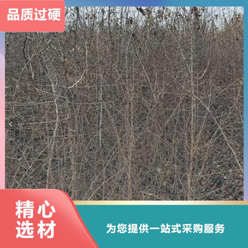 杜梨梨树苗基地厂家同城厂家