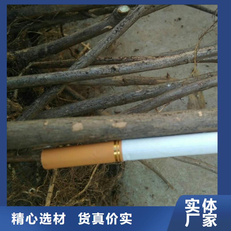 杈杷果草莓苗用心制作本地生产商