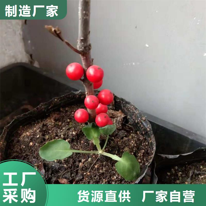 北美冬青红石榴苗基地满足多种行业需求厂家直销规格多样
