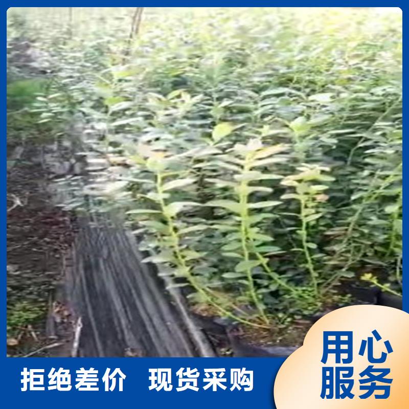 蓝莓苗,苹果苗海量现货直销附近生产商