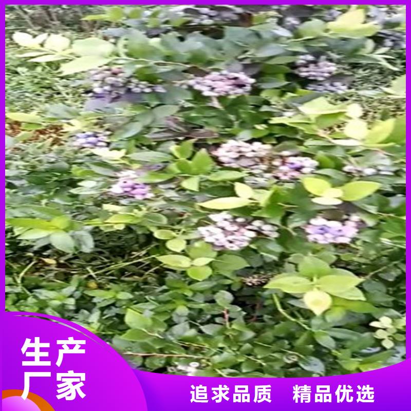 【蓝莓苗-苹果苗快速生产】优选厂商