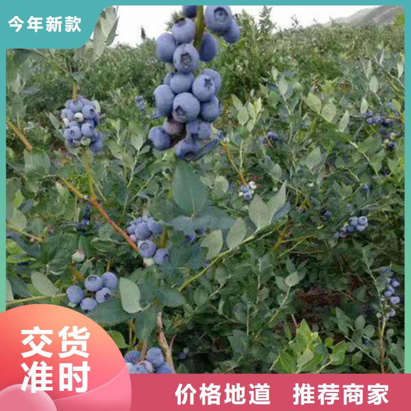 蓝莓苗桃树苗认准大品牌厂家当地公司