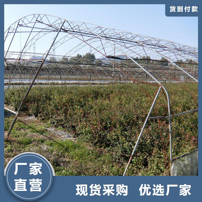 蓝莓苗石榴树优选厂商{当地}供应商