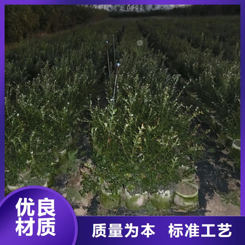 蓝莓苗_红颜草莓厂家货源本地经销商