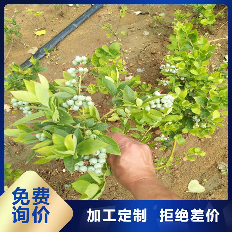 【蓝莓苗快捷物流】免费询价