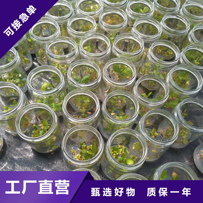 蓝莓苗樱桃苗品质保证厂家经验丰富