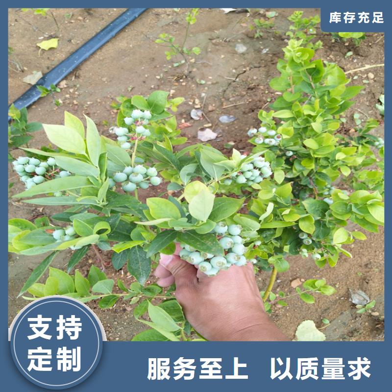 【蓝莓苗樱桃苗工艺精细质保长久】优选原材