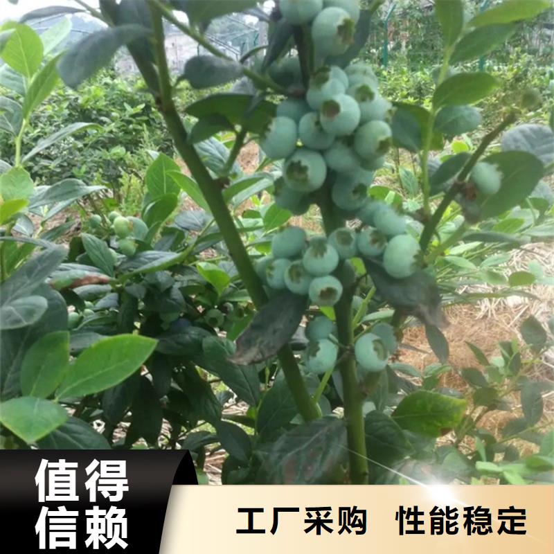 蓝莓苗桃树苗厂家批发价优质材料厂家直销