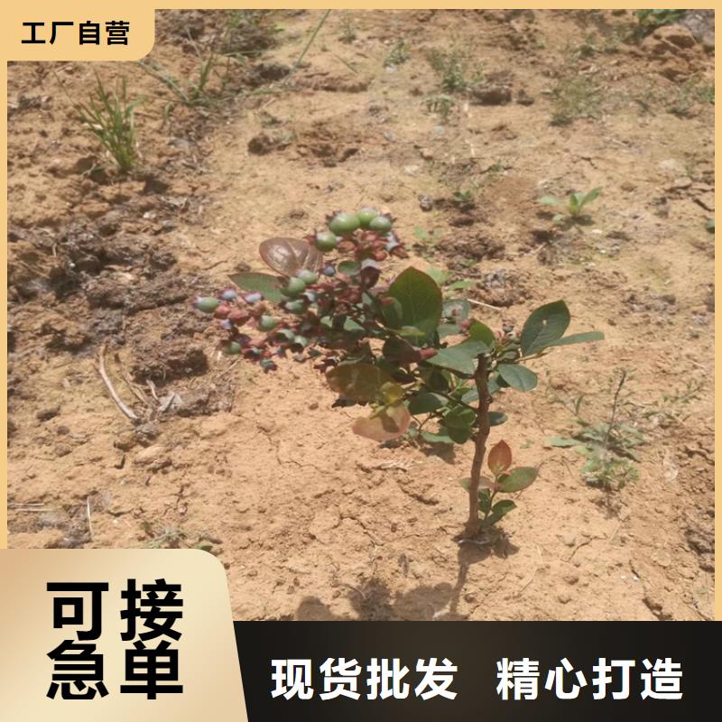 蓝莓苗花椒苗使用寿命长久附近厂家