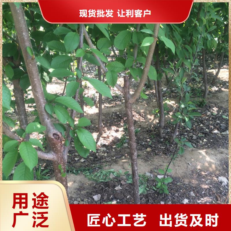 樱桃蓝莓苗厂家直销货源充足质量优价格低