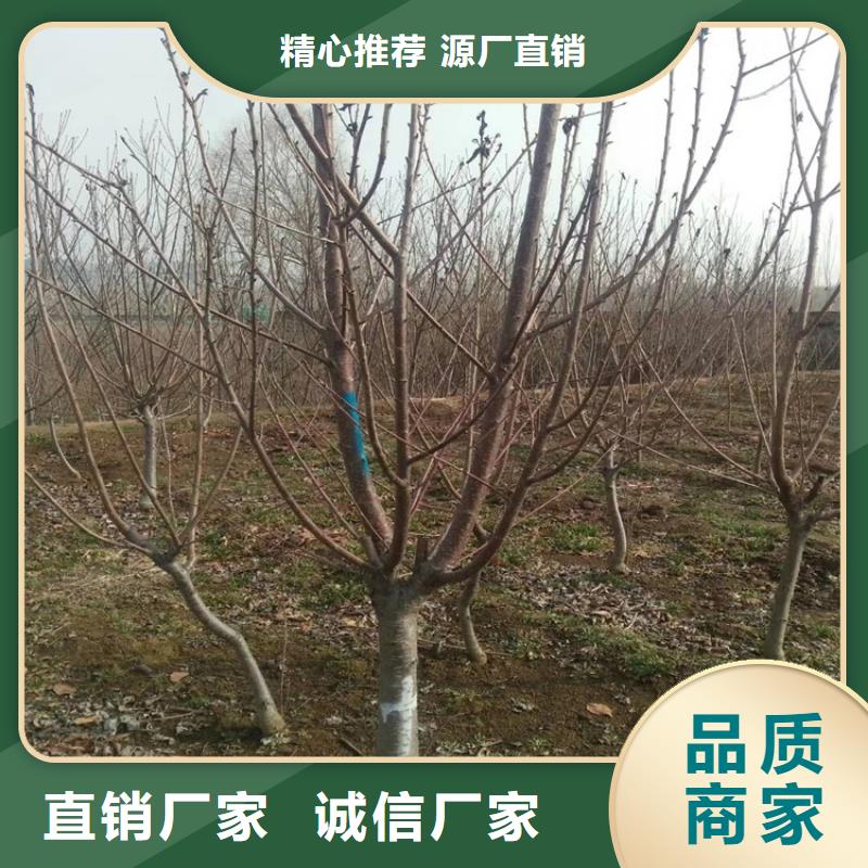 樱桃苹果苗源头工厂量大优惠[本地]货源