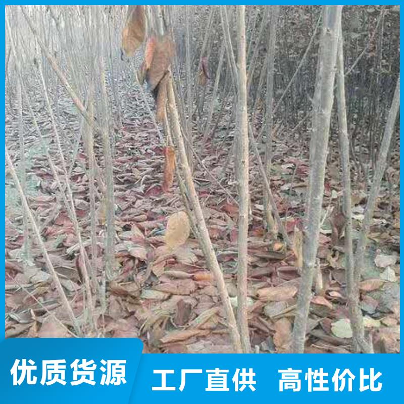 樱桃_【无花果苗】推荐厂家品质不将就