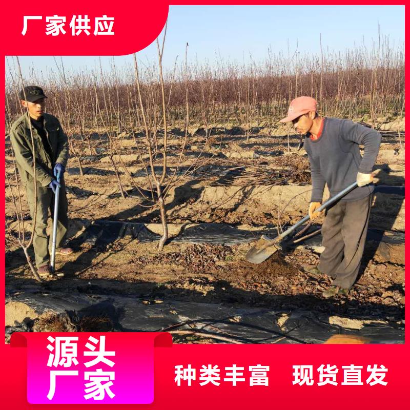 樱桃苹果苗工艺层层把关当地品牌