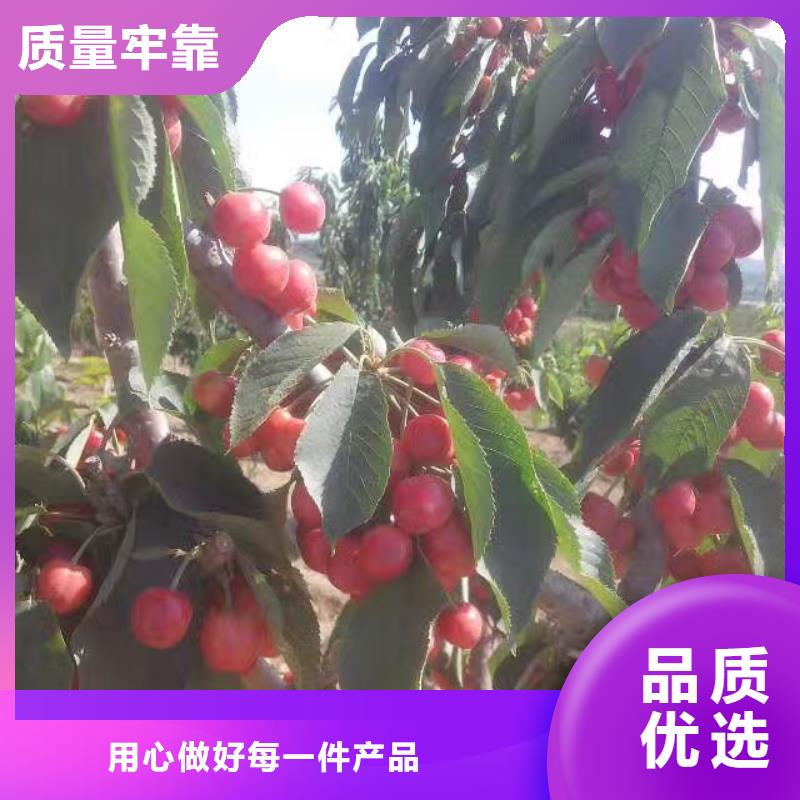 樱桃_苹果苗价格公道合理出货及时