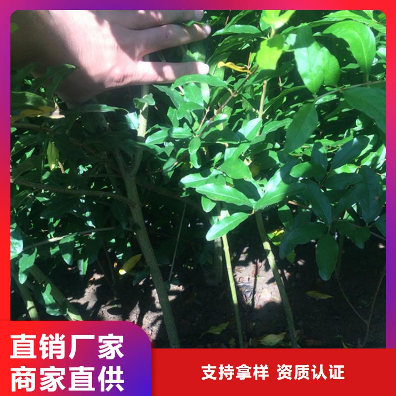 石榴-【无花果苗】放心购细节展示