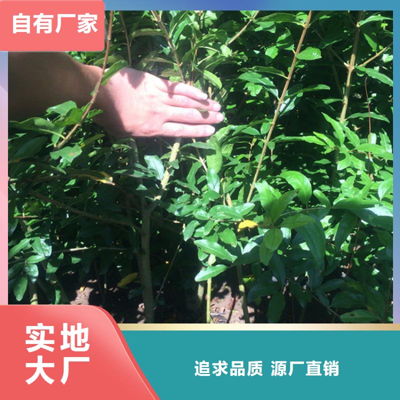 【石榴苹果苗精益求精】源头厂源头货