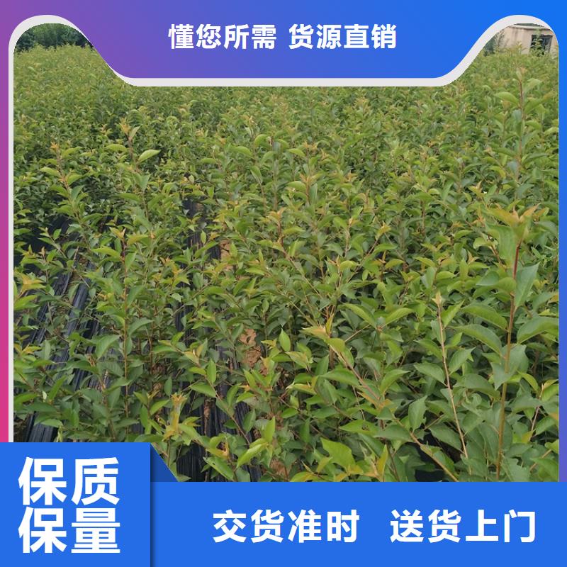 石榴苹果苗认准大品牌厂家厂家精选